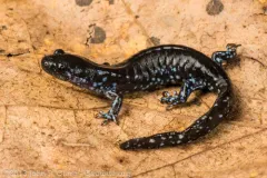Blue-spotted Salamander thumbnail 2