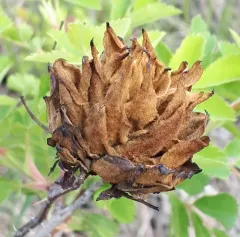 Rabdophaga rosacea thumbnail 3