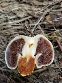 Wintergreen Snowmelt Pholiota thumbnail 3