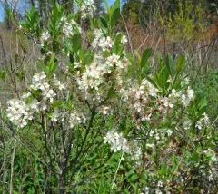 Susquehana Sandcherry thumbnail 3