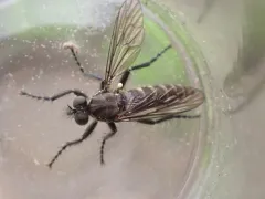 Lasiopogon aldrichii thumbnail 1