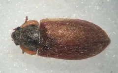 Eronyxa pallida thumbnail 2