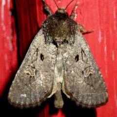 Dock Rustic Moth thumbnail 3