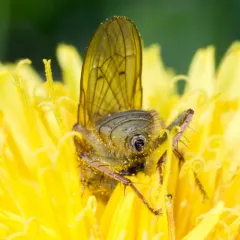Golden Dung Fly thumbnail 3