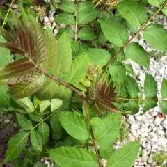 tree-of-heaven thumbnail 2
