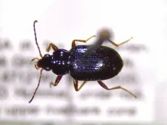 Bembidion levigatum thumbnail 3