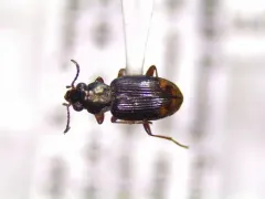 Bembidion rapidum thumbnail 2