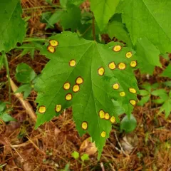 Ocellate Gall Midge thumbnail 3