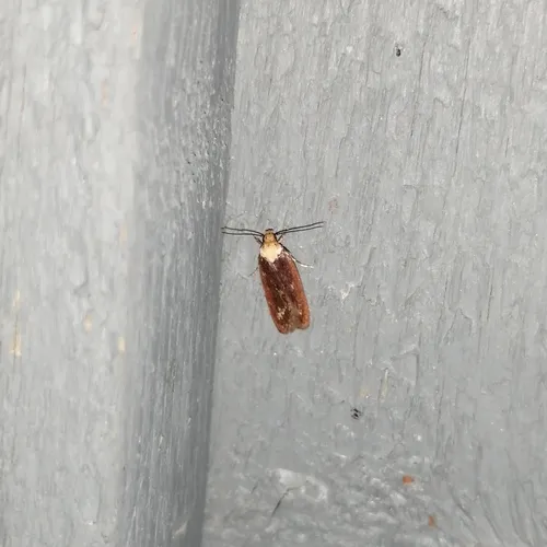 Purple Carrot-seed Moth