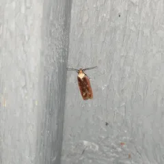 Purple Carrot-seed Moth thumbnail 1