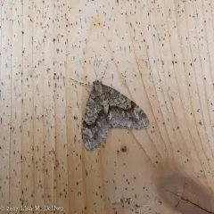 Mottled Gray Carpet thumbnail 3