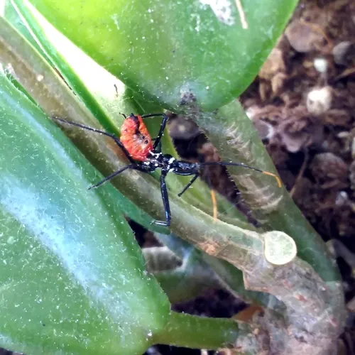 North American Wheel Bug