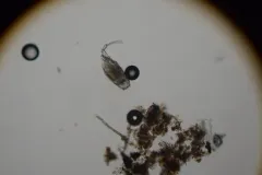 Trichotria tetractis thumbnail 2