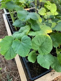 winter squash thumbnail 4