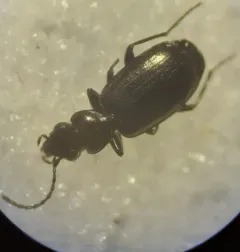 Syntomus americanus thumbnail 3