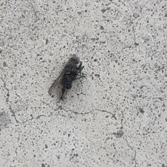 Immigrant Pavement Ant thumbnail 3