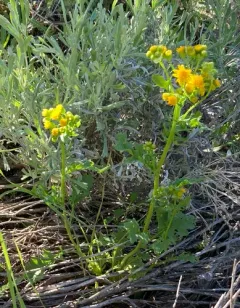 Lobeleaf Groundsel thumbnail 2