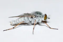 Pandivirilia albifrons thumbnail 1