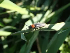 Mountaineer Cantharid Beetle thumbnail 2