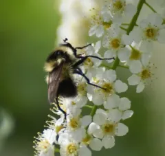 Bare-cheeked Bumble Fly thumbnail 2