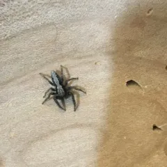 California Flattened Jumping Spider thumbnail 4