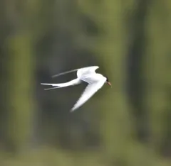 Arctic Tern thumbnail 2