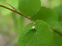 Blaesodiplosis canadensis thumbnail 3