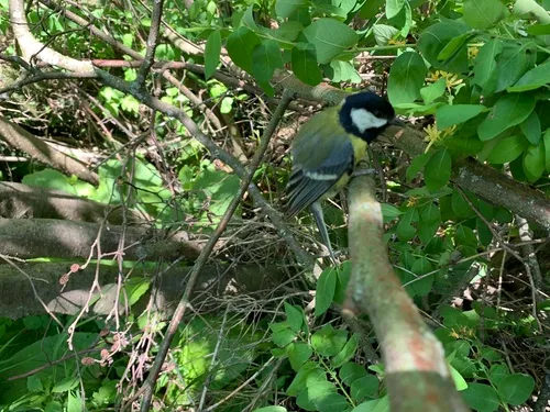 Great Tit
