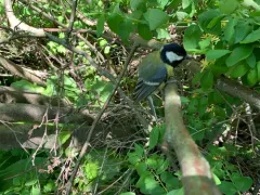 Great Tit thumbnail 1