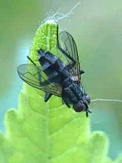 Grizzled Woodlouse-fly thumbnail 3
