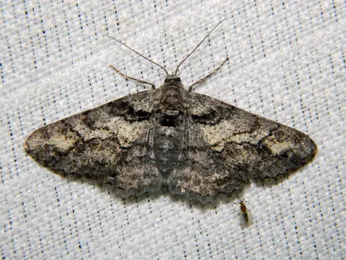 Cleora projecta