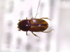 Blackburneus stercorosus thumbnail 4