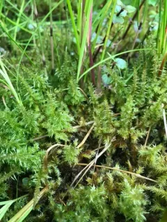 Giant Calliergon Moss thumbnail 3