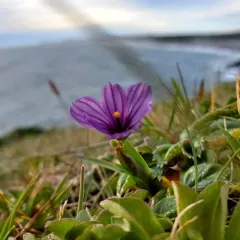 western blue-eyed grass thumbnail 2