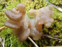 Arrhenia lobata thumbnail 3