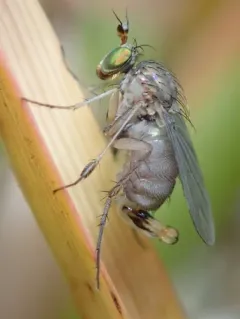 Dolichopus plumipes thumbnail 2