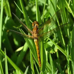 Red-veined Meadowhawk thumbnail 3