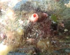 Sea Hedgehog thumbnail 3