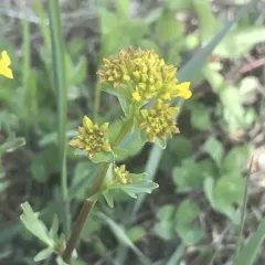 bitter wintercress thumbnail 2