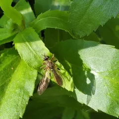 Stripe-legged Robber Fly thumbnail 2