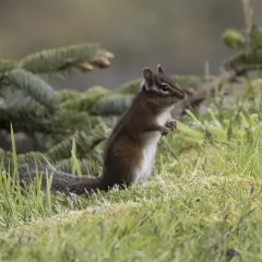 Townsend's Chipmunk thumbnail 2