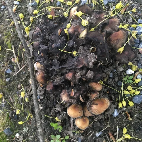 mica cap