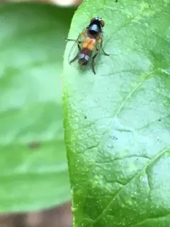Callomyia velutina thumbnail 2