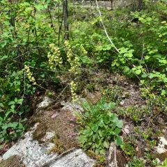 roundleaf alumroot thumbnail 1