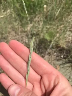 thickspike wheatgrass thumbnail 3