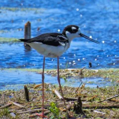 Black-necked Stilt thumbnail 2