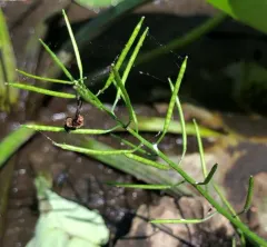 Narrow-fruited Watercress thumbnail 2