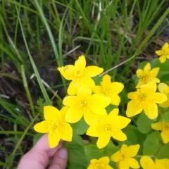 marsh marigold thumbnail 3