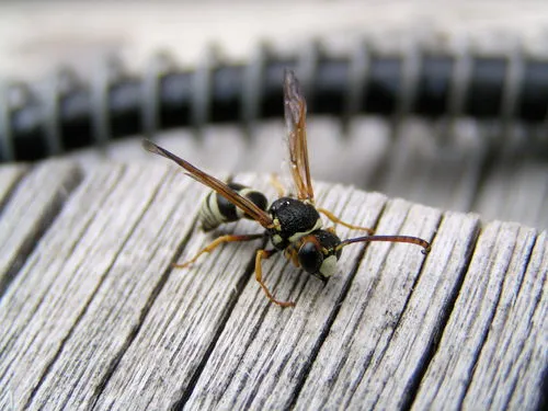 Pterocheilus decorus