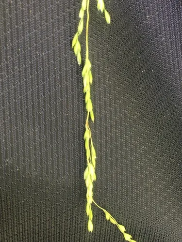 Shiny Wedgegrass
